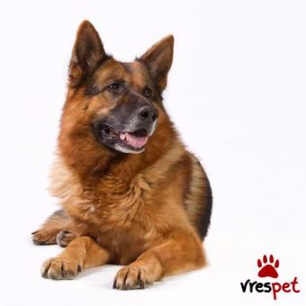 Ράτσα: Βελγικός Ποιμενικός - Belgian Sheepdog | Ηλικία: 2 μηνών | Φύλο: Αρσενικό | Αρ. Microchip: 0 | Περιοχή: Κιλελέρ, Θεσσαλία